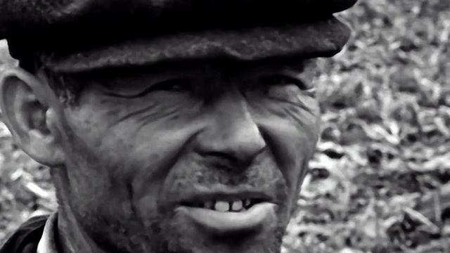 1977 год. Тюменский район. Уборка кукурузы на силос