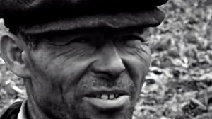 1977 год. Тюменский район. Уборка кукурузы на силос