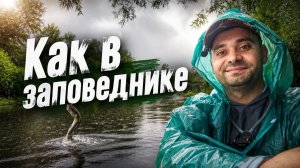 ЗДЕСЬ НЕТ ЛЮДЕЙ И РЫБА ВЫПРЫГИВАЕТ ИЗ ВОДЫ! Рыбалка на лесной реке среди коряг и кувшинок.