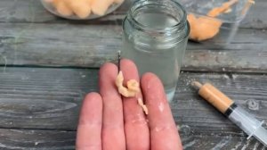 Липкая кукурузная наживка