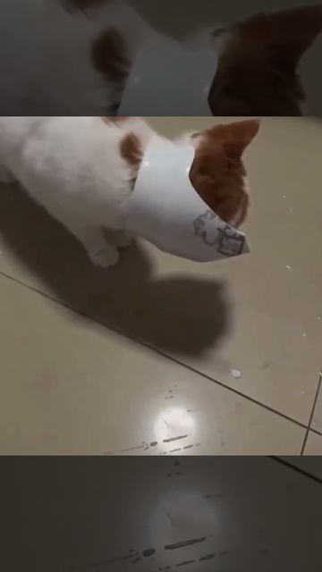 Котейка пришел на помощь хозяйке, чтобы понять, кто разбил вазу.   Есть подозрения?  Подписывайся
