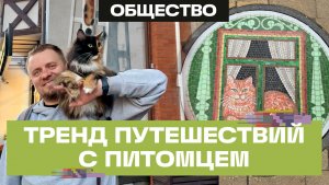 Как путешествовать с кошкой: советы от столичной Луны