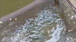 Зарыбление осетром нижнего водоёма 100 кг. Клёвое место, Лосиный остров.