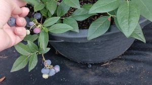 Пересорт целого ряда на голубике. Тот случай, когда не все так и плохо