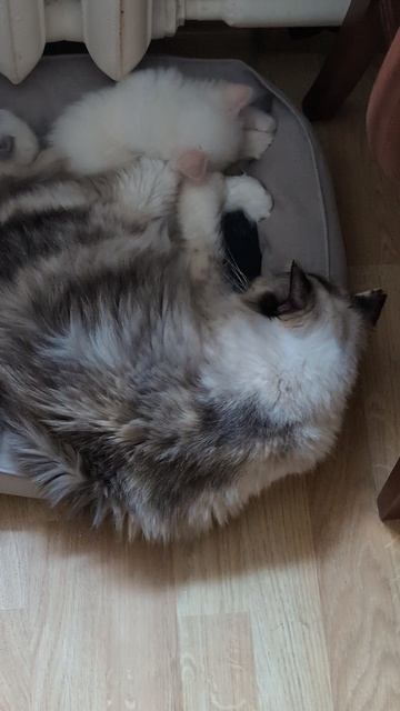 Котята рэгдолл