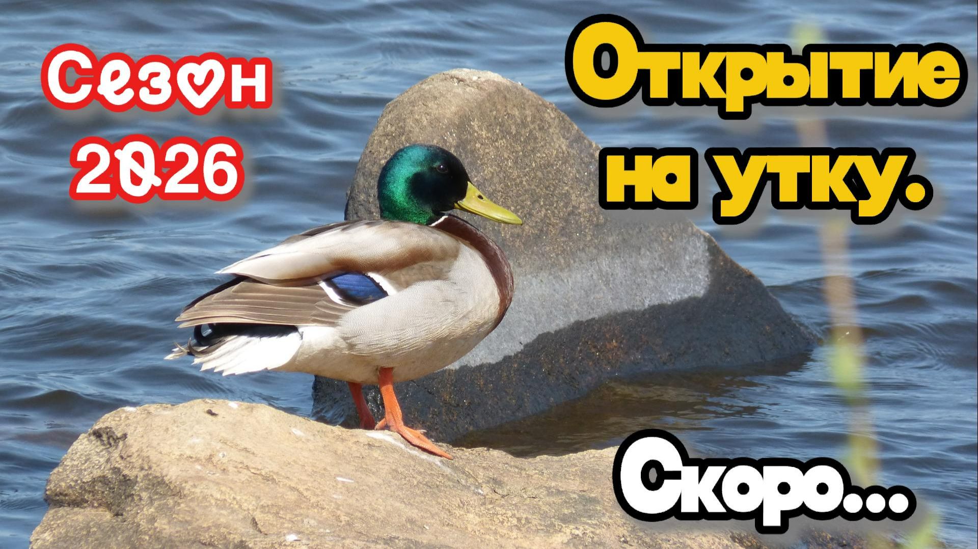 Открытие на утку