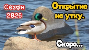 Открытие на утку