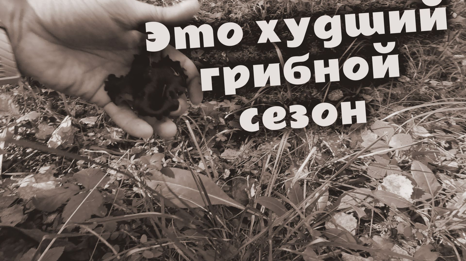 Это самый сложный грибной сезон из всех! Нашёл немного лисичек.