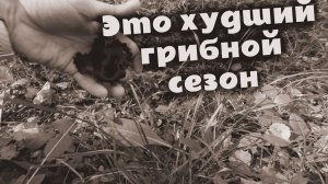 Это самый сложный грибной сезон из всех! Нашёл немного лисичек.
