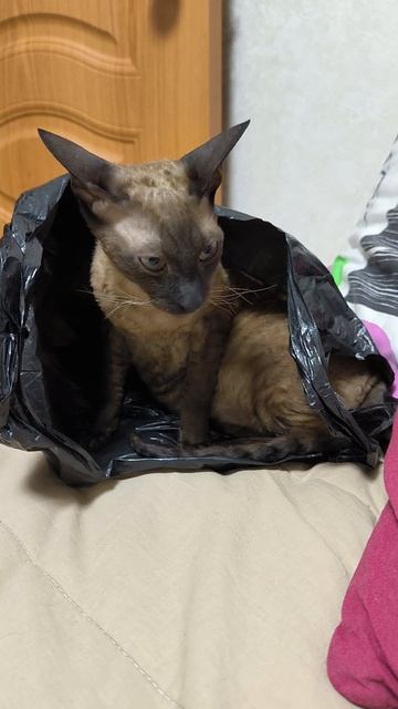 Где спят кошки?