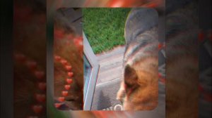 1000066936.mp4 (Собака слушает о технологии укладки л/фанеры в гостиной, на кухне в доме А-фрейм)