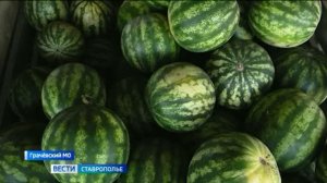 На Ставрополье в разгаре сезон арбузов. Какие сорта выращивают?