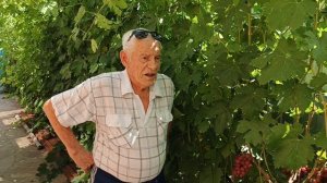 Якудзе селекции Донского казачества, +7(938)139-46-73.