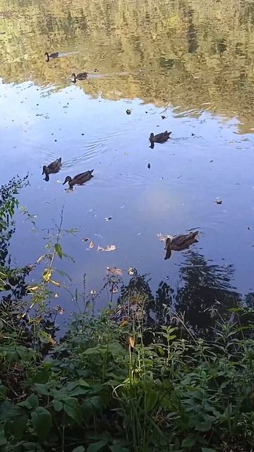 Семейство уток на пруду