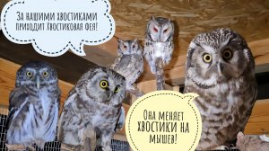 Куда маленькие совы девают свои хвостики? Неясыть Кофи показывает вспрыг на пень. Сыч Кроша в окошке