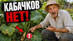 ОГРОМНЫЕ ЛИСТЬЯ, А КАБАЧКОВ НЕТ - вот главная причина