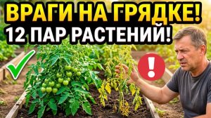 Никогда НЕ сажайте их рядом! 12 пар растений, которые губят урожай друг друга на вашем огороде!