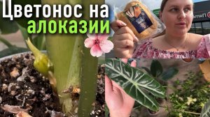 Нужен ваш совет по цветоносу у алоказии. По дороге на дачу заехали в магазин