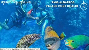 Риф Марса-Алама прямо у отеля — Albatros Palace Port Ghalib