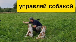 учим собаку работать по указанию направления