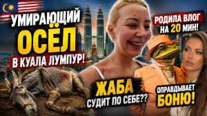 Обзор - Адамян. САМВЕЛ АД-  ОСЕЛ В КУАЛА ЛУМПУР! ЖАБА УЖЕ ПРОТИВ НАДИ？ОПРАВДЫВАЕТ БОНЮ