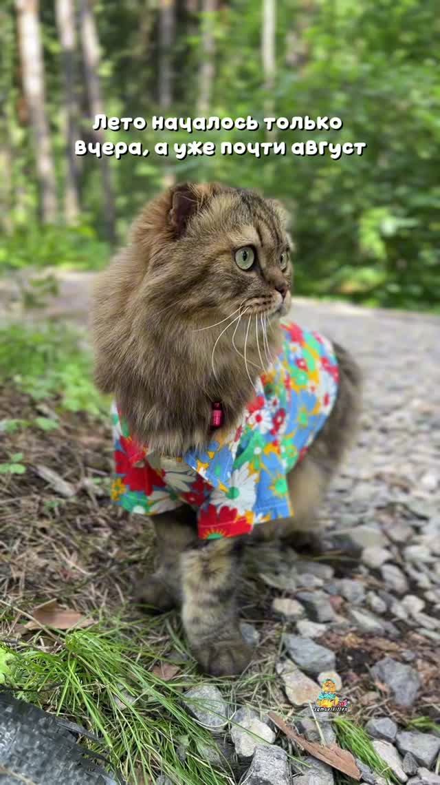 Без пяти минут август🌻 #котики #лето #природа