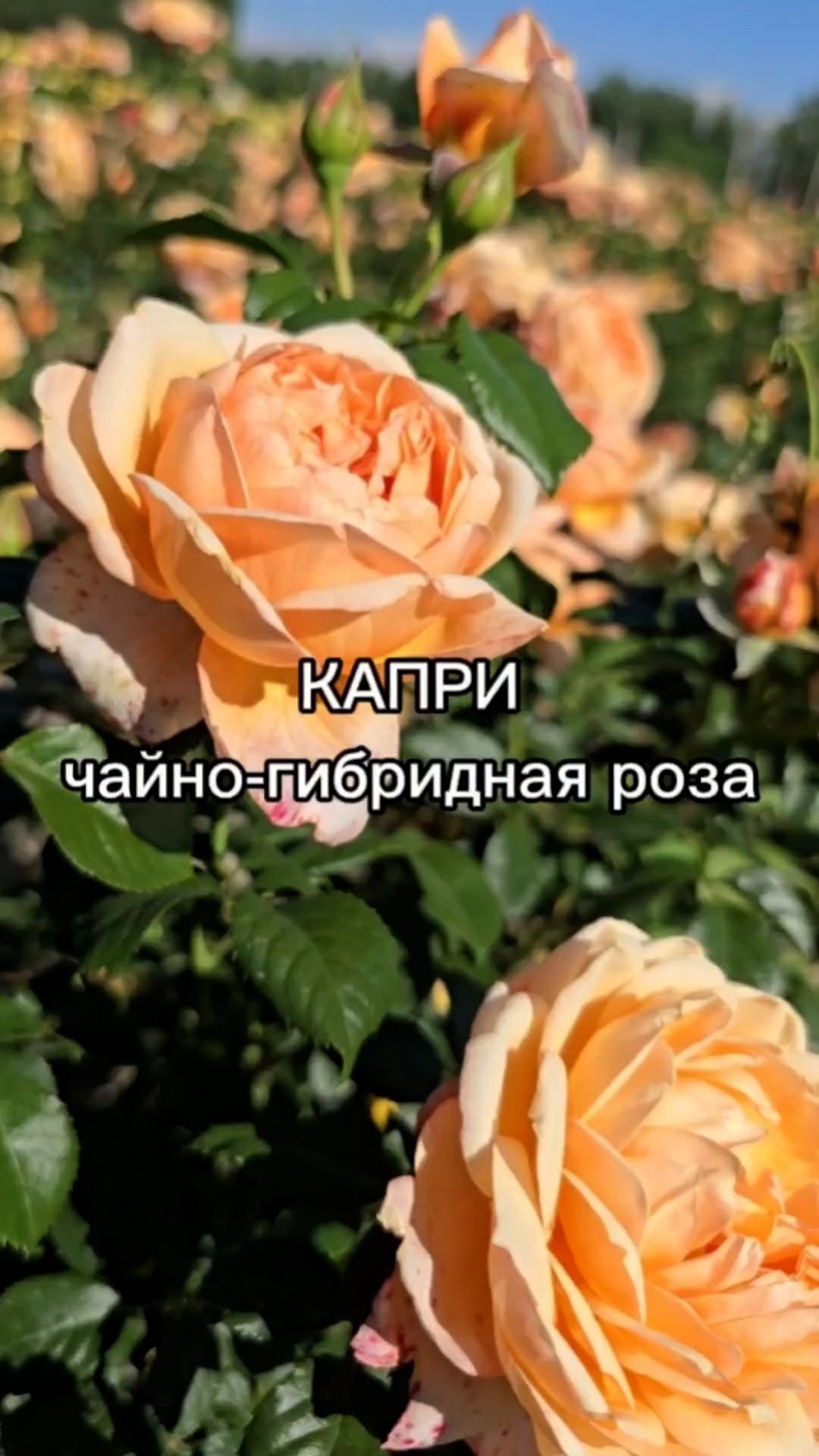 Роза, за которой ЛЕГКО ухаживать!
