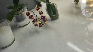 Каждое ЛЕТО- на орхидеях ЭТО!