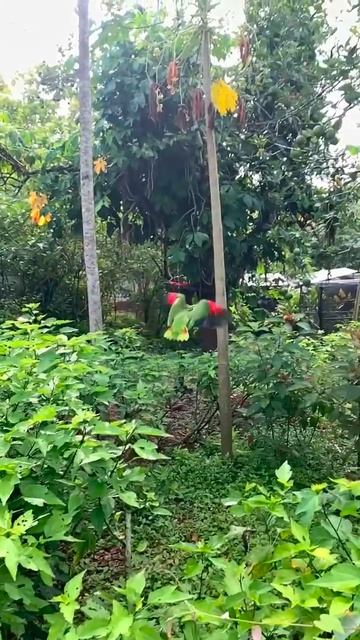Волонтер Belize Bird Rescue выпускает на свободу 22 белолобых амазона (Amazona Albifrons).