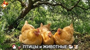 Сельские мотивы 🐏🐓🐇 Видео для души и радости 🌞 (68)