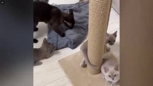 Котята питомника кошек ЛИЛУ КЭТ