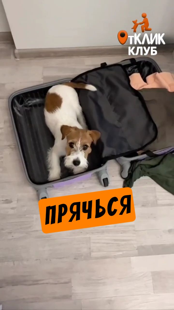 Воспитание собак ещё никогда не было таким интересным.