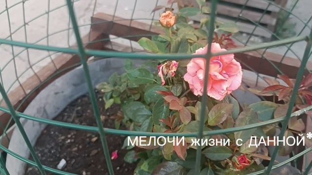 ЯРОСЛАВ ЛЕОНОВ**ГОСПОДОМ БОГОМ  ДАНА**КАКИЕ СЛОВА. АХ КАК КРУЖИТСЯ ГОЛОВА.