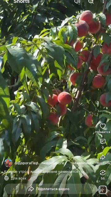 Утро в южном подворье