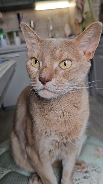 Когда забыли вовремя покормить котика 🐱