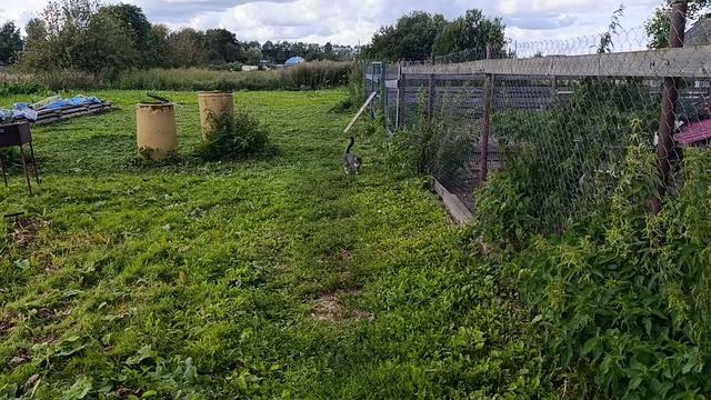 Деревенские будни. Хозяюшка Лапа, волкодав Ева 🐈 куры 🐔🐓 гуси 🪿 утки 🦆 высиживают утят 🐣