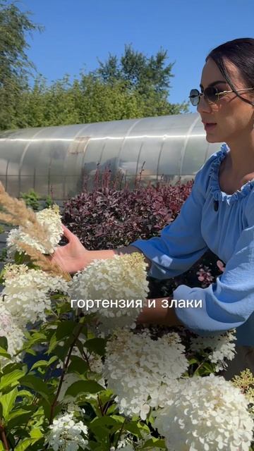 Что делать с гортензиями в августе? 🌿 Выбирать свою! 😍