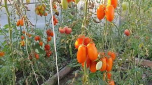 Помидоры 🍅 на сок