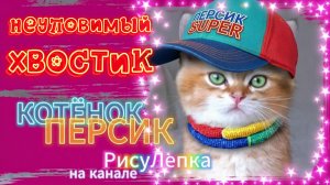 КОТЁНОК ПЕРСИК неуловимый хвостик