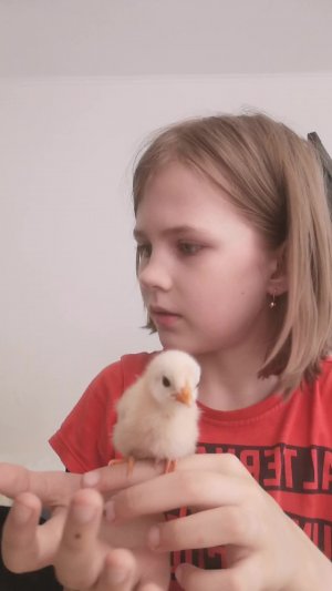 Птенцы