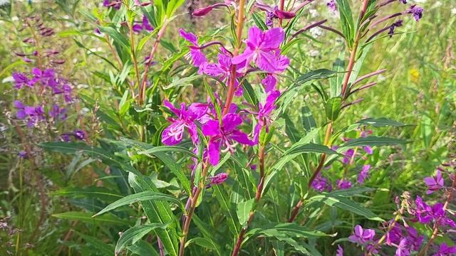 Чукотская сюита. Цветы и тундра. Часть 3.