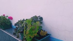 Серафимо-Покровский женский монастырь. Ленинск-Кузнецкий, Кемеровская область