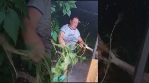VID-20240719-WA0060.mp4 ДЕРЕВНЯ ПИРОГОВО ГОРОД СОКОЛ ВОЛОГОДСКОЙ ОБЛАСТИ!
