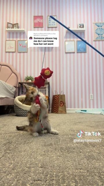 Бездомный котенок Сморс теперь домашний