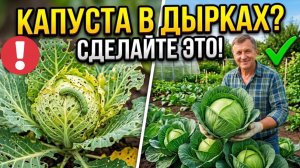 Гусеницы и блошка жрут капусту?Эта копеечная защита работает лучше химии и спасает урожай на огороде