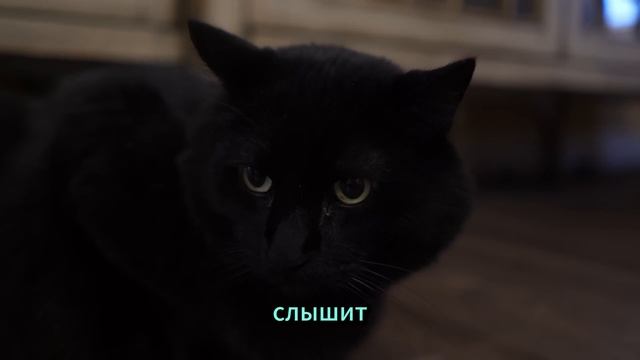100 фактов о кошках.mp4