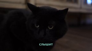 100 фактов о кошках.mp4
