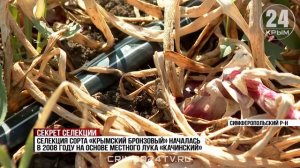Новый сорт лука второй год проходит испытания в НИИ сельского хозяйства Крыма