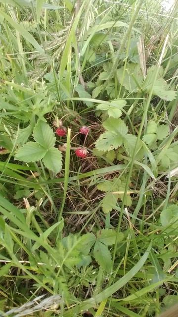 ДОЛГОЖДАННОЕ 🌳🌞🍓ЛЕТО, ИГРИВОЕ!!!