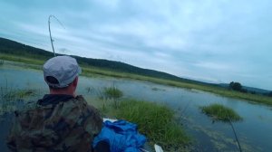 Поверхностная охота на сома и щуку в камышах.